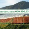 Màng nhà kính Politiv khổ 3m2 dài 100m